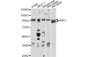 Western blot analysis of extracts of various cell lines, using NRF1 antibody (ABIN1876727) at 1:1000 dilution. (NRF1 antibody)