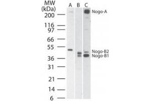 Nogo A B Western Blot. (Reticulon 4 antibody)