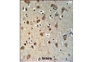 YMEL1 Antibody (N-term) (ABIN651076 and ABIN2840062) IHC analysis in formalin fixed and paraffin embedded brain tissue followed by peroxidase conjugation of the secondary antibody and DAB staining. (YME1L1 antibody  (N-Term))