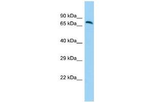 Host: Rabbit Target Name: GPR111 Sample Type: Fetal Brain lysates Antibody Dilution: 1. (GP111 antibody  (N-Term))