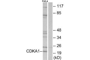 Western Blotting (WB) image for anti-Cyclin-Dependent Kinase 2 Associated Protein 1 (CDK2AP1) (Internal Region) antibody (ABIN1848930)