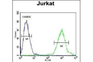 ACTB Antibody  flow cytometric analysis of Jurkat cells (right histogram) compared to a negative control cell (left histogram). (beta Actin antibody)
