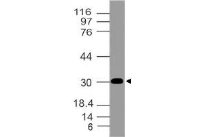 Image no. 1 for anti-Aminoacyl tRNA Synthetase Complex-Interacting Multifunctional Protein 2 (AIMP2) (AA 100-310) antibody (ABIN5027011) (AIMP2 antibody  (AA 100-310))