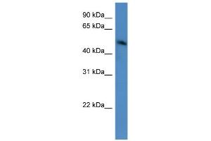 WB Suggested Anti-ZNF773 Antibody Titration:  0.