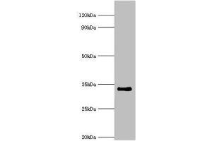 Western blot All lanes: Cell cycle checkpoint protein RAD1 antibody at 6 μg/mL + NIH/3T3 whole cell lysate Secondary Goat polyclonal to rabbit IgG at 1/10000 dilution Predicted band size: 32, 28, 8 kDa Observed band size: 32 kDa (RAD1 antibody  (AA 1-282))