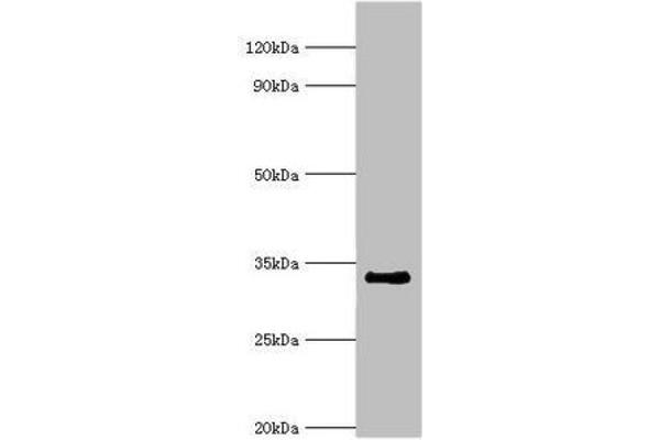 RAD1 Antikörper  (AA 1-282)