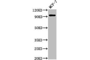 Western Blot Positive WB detected in: MCF-7 whole cell lysate All lanes: NCAM2 antibody at 2. (NCAM2 antibody  (AA 209-333))