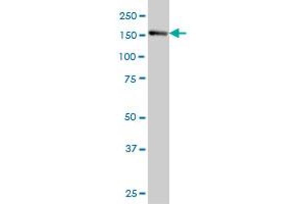 IRS4 antibody  (AA 850-950)