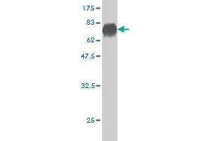 Western Blot detection against Immunogen (67.