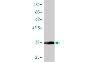 Western Blotting (WB) image for anti-Guanine Nucleotide Binding Protein (G Protein), gamma 3 (GNG3) (AA 1-75) antibody (ABIN561075)