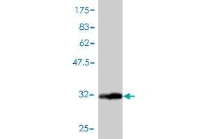 Western Blot detection against Immunogen (33. (GNG3 antibody  (AA 1-75))