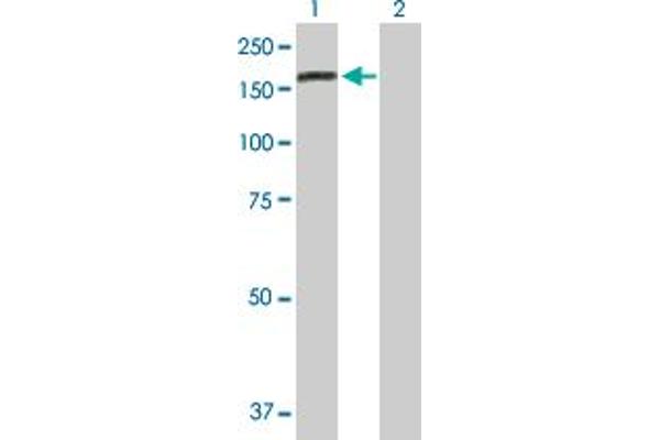 DENND5A antibody  (AA 1-1287)