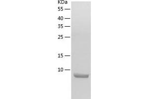Western Blotting (WB) image for Dpy-30 Homolog (DPY30) (AA 2-99) protein (His tag) (ABIN7122706) (DPY30 Protein (AA 2-99) (His tag))