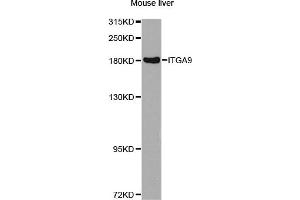 Western blot analysis of extracts of mouse liver, using ITGA9 antibody (ABIN2737002) at 1:1000 dilution. (ITGA9 antibody)