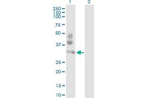 Western Blot analysis of PDCD1 expression in transfected 293T cell line by PDCD1 MaxPab polyclonal antibody. (PD-1 antibody  (AA 1-288))