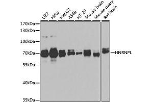 Western blot analysis of extracts of various cell lines, using HNRNPL antibody (ABIN6128048, ABIN6141915, ABIN6141917 and ABIN6216076) at 1:1000 dilution. (HNRNPL antibody  (AA 282-589))