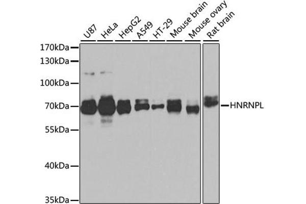 HNRNPL antibody  (AA 282-589)
