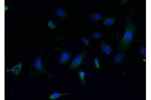 Immunofluorescent analysis of U251 cells using ABIN7147772 at dilution of 1:100 and Alexa Fluor 488-congugated AffiniPure Goat Anti-Rabbit IgG(H+L) (CCDC108 antibody  (AA 2-164))
