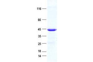 Validation with Western Blot (MAD2L1BP Protein (His tag))