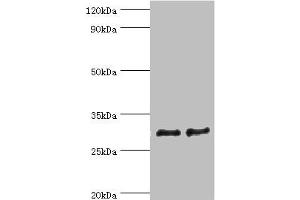 Western blot All lanes: ATP synthase F (0) complex subunit B1, mitochondrial antibody at 4 μg/mL Lane 1: Mouse heart tissue Lane 2: Mouse skeletal muscle tissue Secondary Goat polyclonal to rabbit IgG at 1/10000 dilution Predicted band size: 29 kDa Observed band size: 29 kDa (ATP5F1 antibody  (AA 1-245))