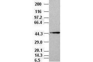 JNK1 antibody (1C2) at 1:1000 + NIH/3T3 cell lysate (JNK antibody  (AA 1-384))