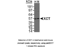 Image no. 1 for anti-Solute Carrier Family 7, (Cationic Amino Acid Transporter, Y+ System) Member 11 (SLC7A11) (AA 1-50), (N-Term) antibody (ABIN363486) (SLC7A11 antibody  (N-Term))