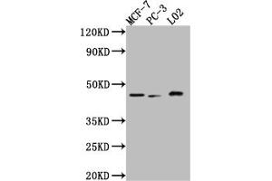 Western Blot Positive WB detected in: MCF-7 whole cell lysate, PC-3 whole cell lysate, L02 whole cell lysate All lanes: p38 antibody at 1:1000 Secondary Goat polyclonal to rabbit IgG at 1/50000 dilution Predicted band size: 42, 42, 35, 36 kDa Observed band size: 42 kDa (Recombinant MAPK14 antibody)