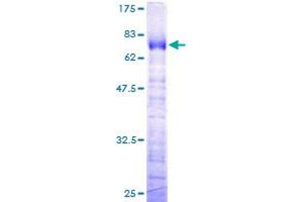 TCEA3 Protein (AA 1-348) (GST tag)