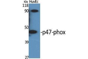 Western Blot (WB) analysis of specific cells using p47-phox Polyclonal Antibody. (NCF1 antibody  (Tyr905))