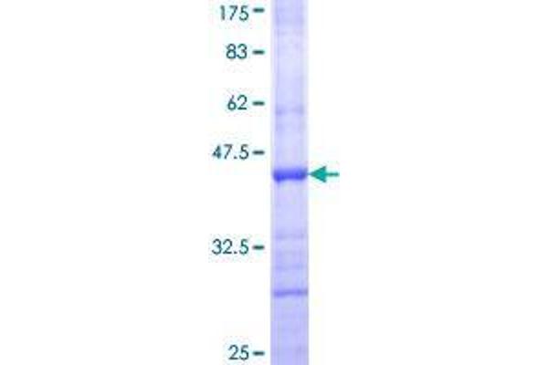 CHL1 Protein (AA 26-135) (GST tag)