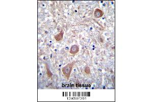 PTCHD1 Antibody immunohistochemistry analysis in formalin fixed and paraffin embedded human brain tissue followed by peroxidase conjugation of the secondary antibody and DAB staining. (PTCHD1 antibody  (AA 611-639))