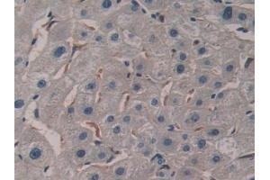 Immunohistochemistry (IHC) image for anti-serpin Peptidase Inhibitor, Clade B (Ovalbumin), Member 6 (SERPINB6) (AA 1-376) antibody (ABIN7441031)