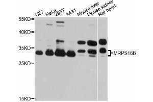 Western blot analysis of extracts of various cell lines, using MRPS18B antibody. (MRPS18B antibody)