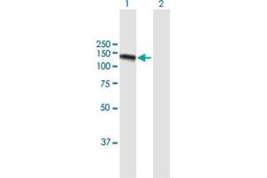 Western Blot analysis of GOLGA2 expression in transfected 293T cell line by GOLGA2 MaxPab polyclonal antibody. (Golgin A2 (GOLGA2) (AA 1-990) antibody)