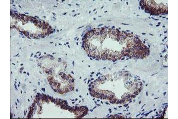 CRYZL1 antibody