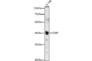 Western blot analysis of extracts of A-549 cells, using CCR7 antibody (ABIN7266310) at 1:1000 dilution. (CCR7 antibody  (AA 1-100))