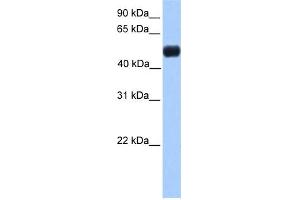 Western Blotting (WB) image for anti-Nuclear Receptor Subfamily 0, Group B, Member 1 (NR0B1) (N-Term) antibody (ABIN2783188)
