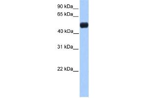 WB Suggested Anti-NR0B1 Antibody Titration:  0. (NR0B1 antibody  (N-Term))