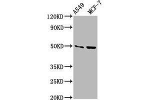 Western Blot Positive WB detected in: A549 whole cell lysate, MCF-7 whole cell lysate All lanes: OMD antibody at 3. (Osteomodulin antibody  (AA 339-411))
