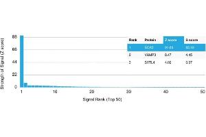 Analysis of Protein Array containing more than 19,000 full-length human proteins using SOX2 Mouse Monoclonal Antibody (SOX2/1791) Z- and S- Score: The Z-score represents the strength of a signal that a monoclonal antibody (MAb) (in combination with a fluorescently-tagged anti-IgG secondary antibody) produces when binding to a particular protein on the HuProtTM array.