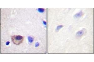 Immunohistochemistry analysis of paraffin-embedded human brain tissue, using ATPase (Ab-16) Antibody. (ATPase antibody  (AA 5-54))