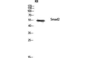 Western Blot (WB) analysis of KB lysis using Smad2 antibody. (SMAD2 antibody  (Ser80))
