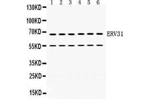 Anti- ERV31 antibody, Western blotting All lanes: Anti ERV31  at 0. (ERV3 antibody  (C-Term))