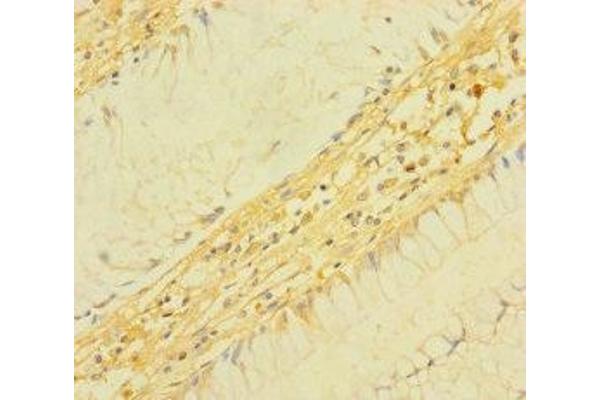 TM4SF5 antibody  (AA 112-157)