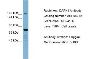 WB Suggested Anti-DAPK1  Antibody Titration: 0. (DAP Kinase 1 antibody  (N-Term))