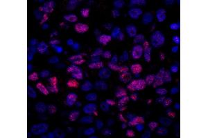 Immunofluorescence (IF) image for anti-Nuclear Receptor Coactivator 5 (NCOA5) (C-Term) antibody (ABIN7448990) (NCOA5 antibody  (C-Term))