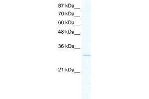 WB Suggested Anti-VGLL1 Antibody Titration:  2. (VGLL1 antibody  (N-Term))