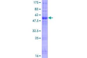 Image no. 1 for Olfactory Receptor, Family 6, Subfamily N, Member 1 (OR6N1) (AA 1-312) protein (GST tag) (ABIN1313612) (OR6N1 Protein (AA 1-312) (GST tag))