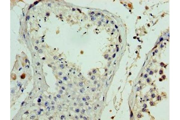FANK1 antibody  (AA 1-345)