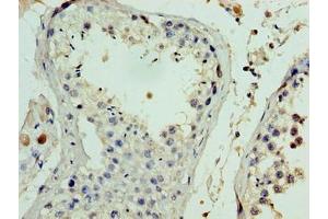 Immunohistochemistry of paraffin-embedded human testis tissue using ABIN7152879 at dilution of 1:100
